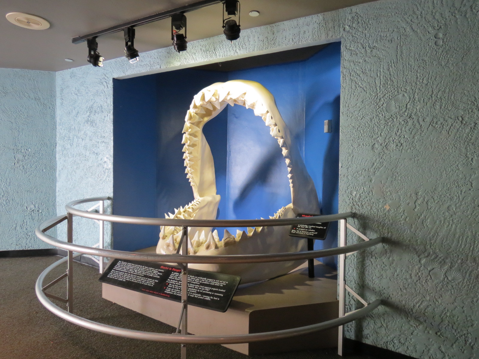 Shark Encounter - Exit - Simulated Megalodon Jaws