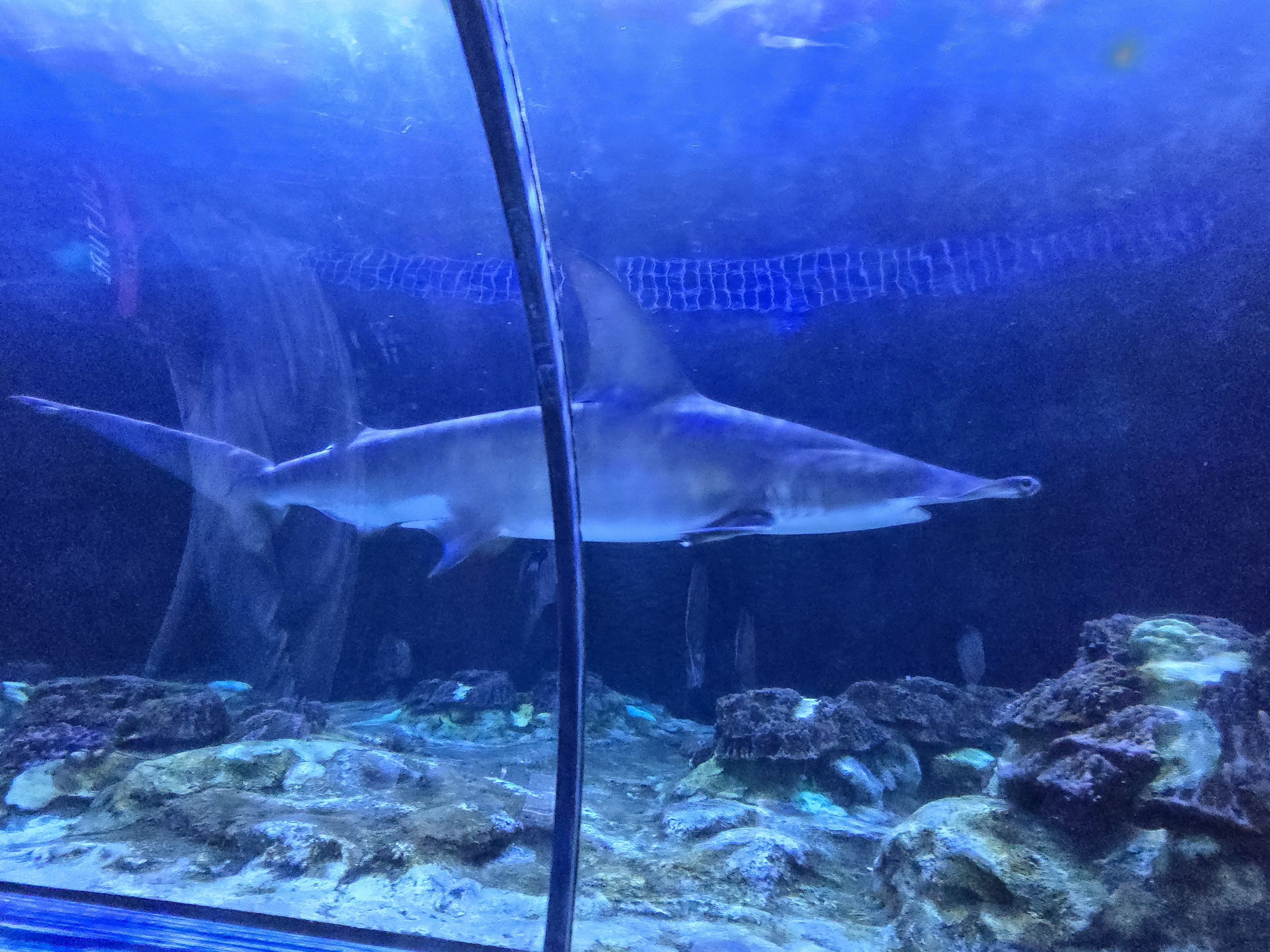 Shark Encounter - Great hammerhead