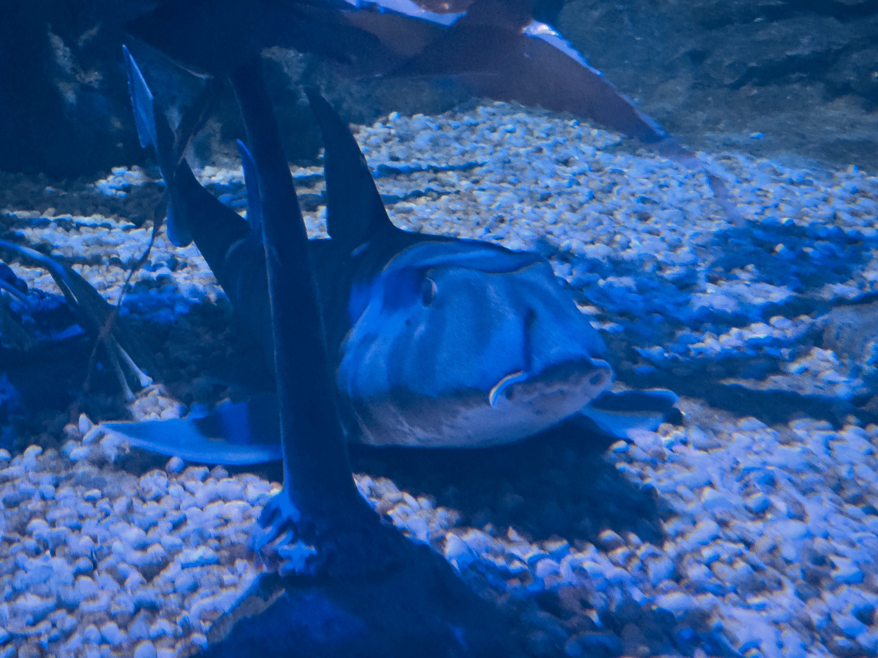 Shark Encounter - Horn shark