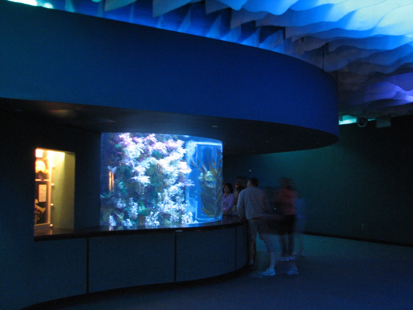 Shark Encounter - Leafy Sea Dragon Exhibit