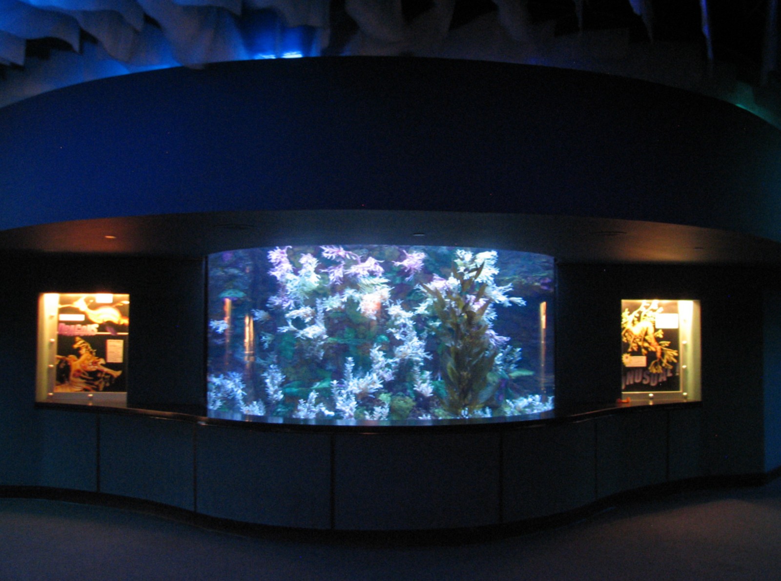 Shark Encounter - Leafy Sea Dragon Exhibit