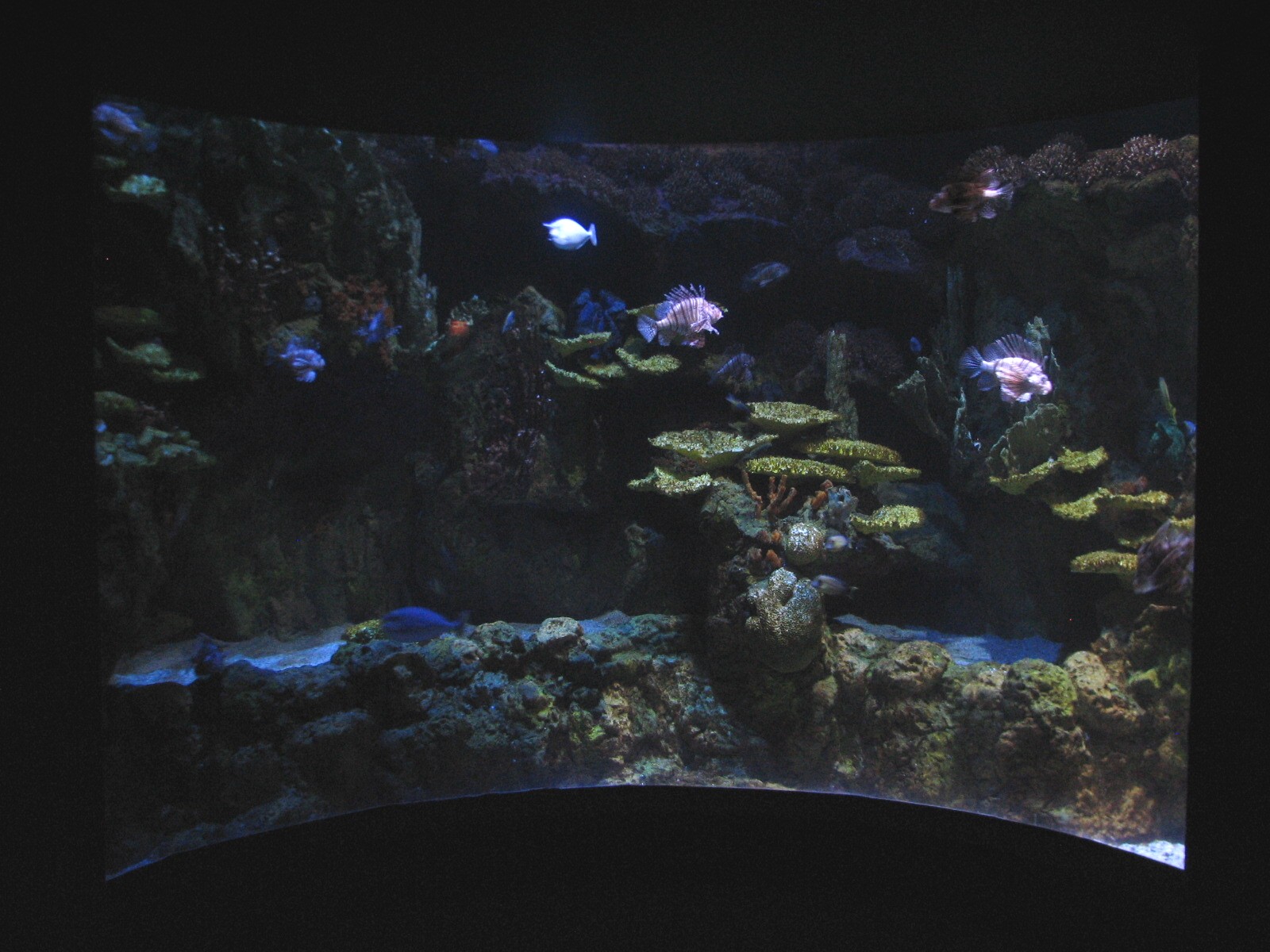 Shark Encounter - Lionfish Exhibit