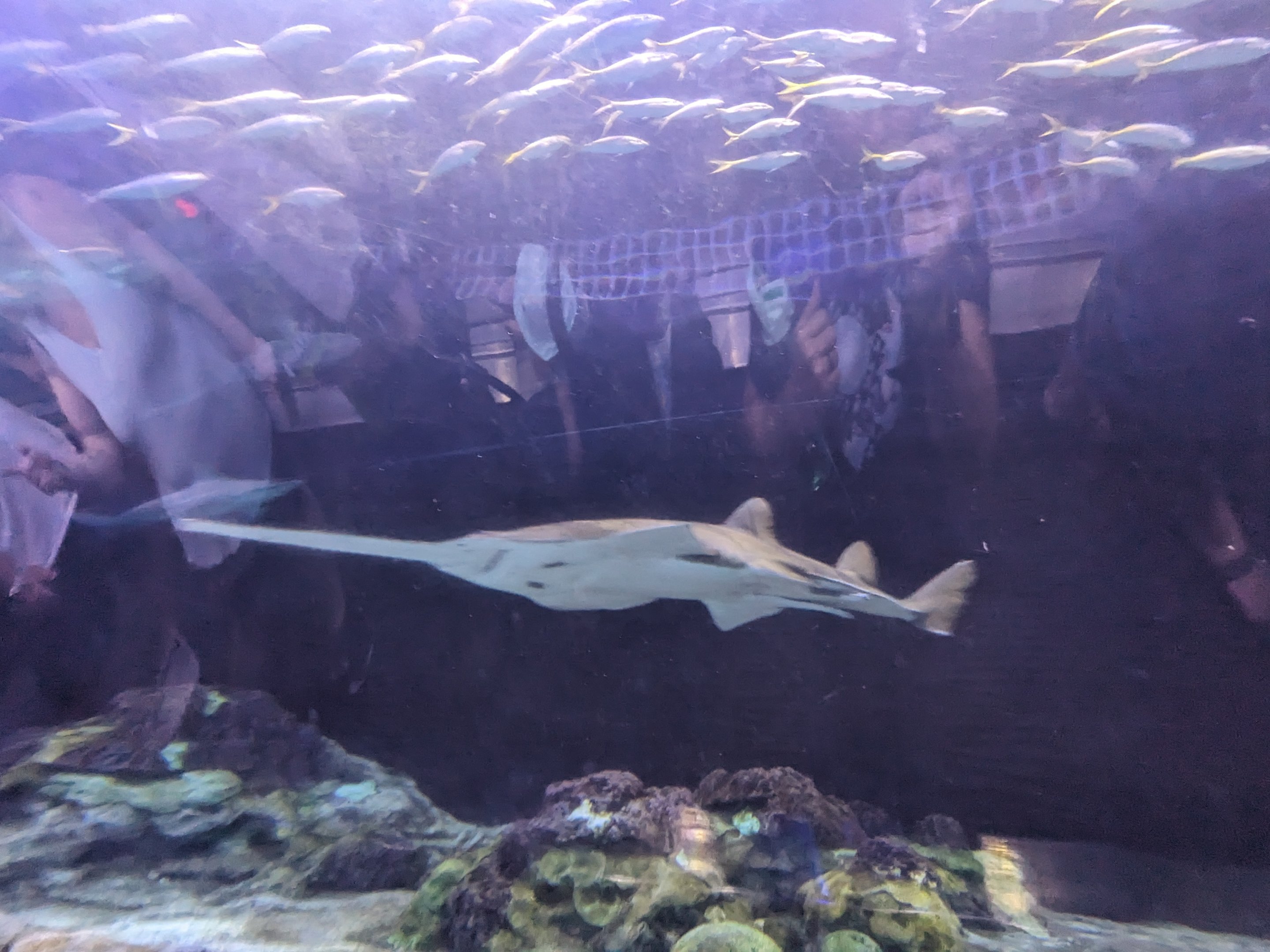 Shark Encounter - smalltooth sawfish