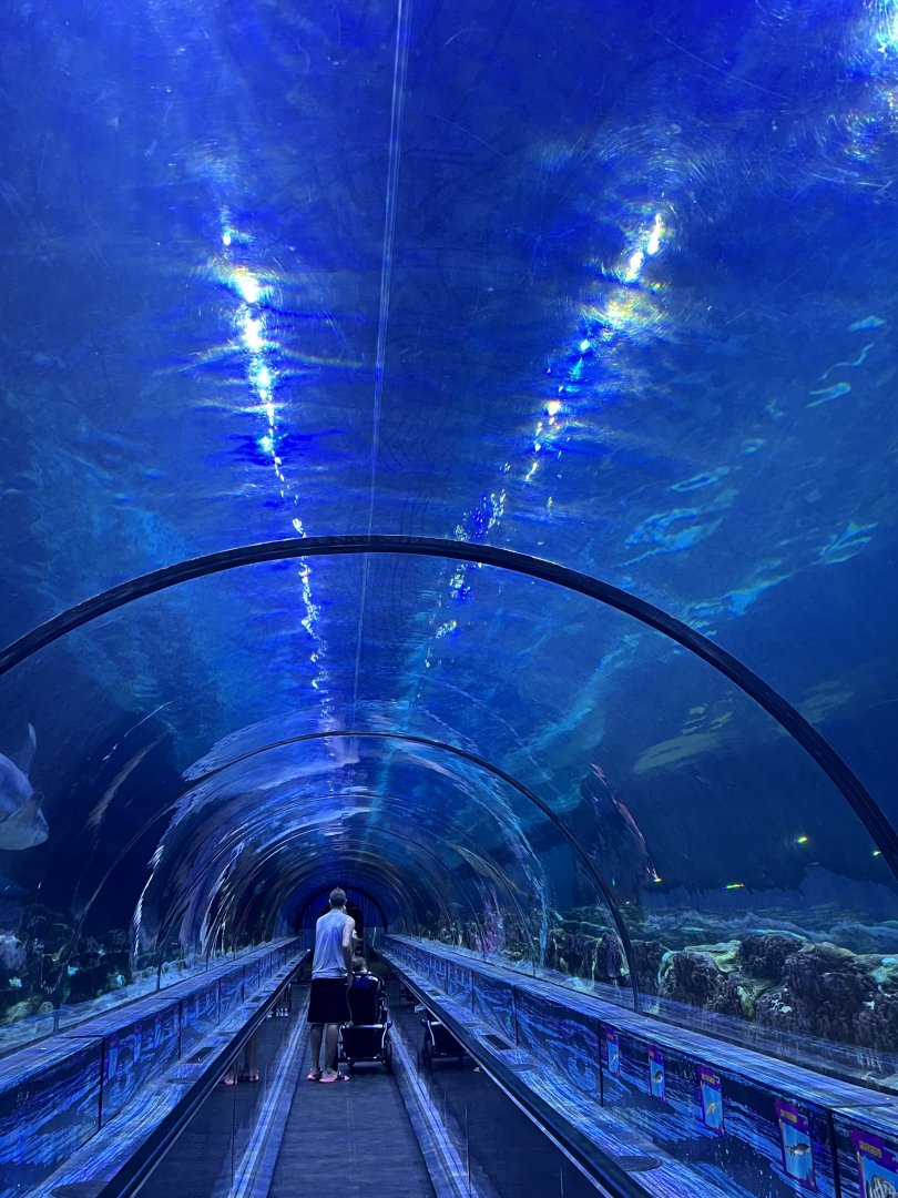 Shark Encounter Tunnel