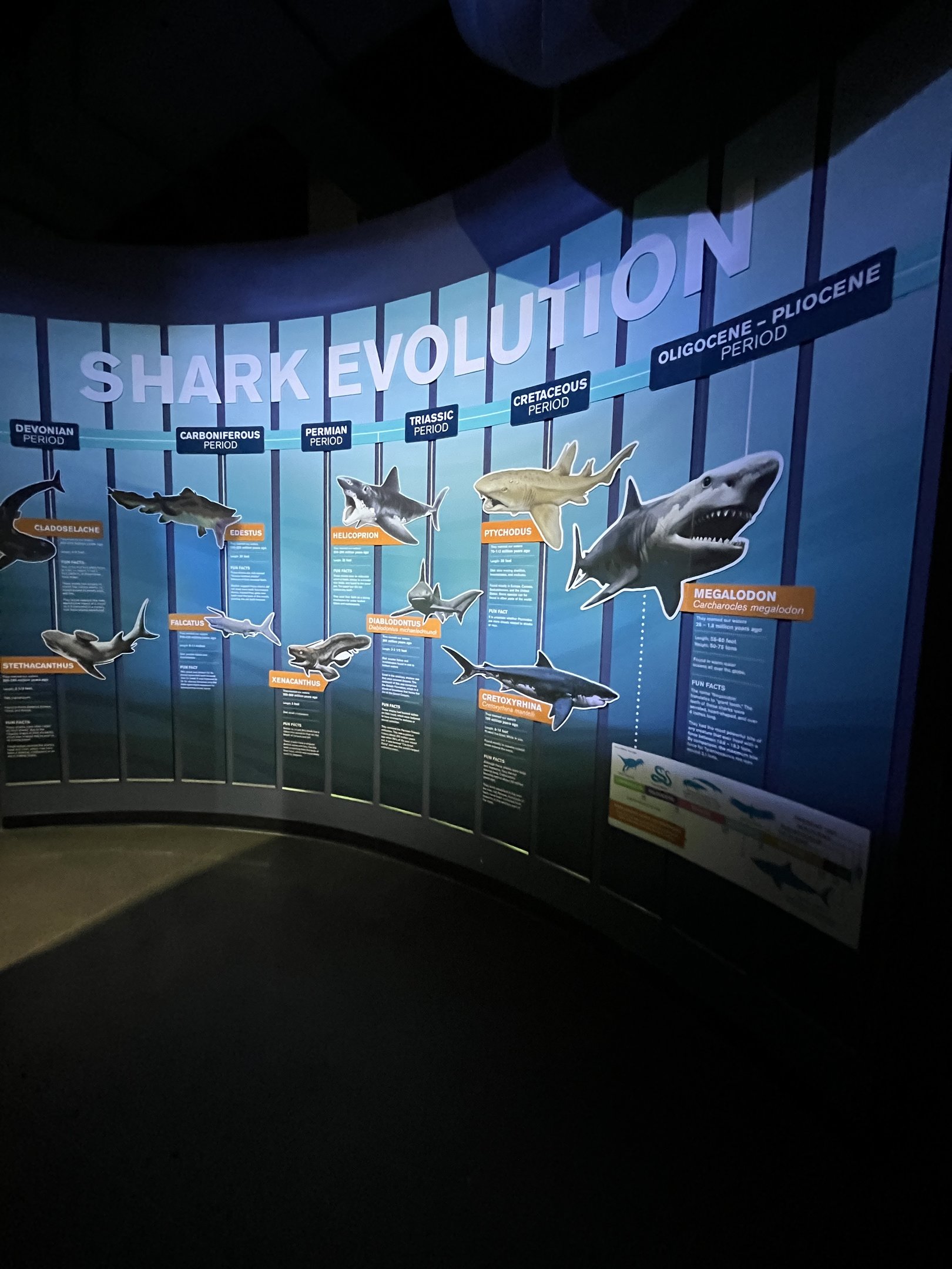 Shark Evolution Wall