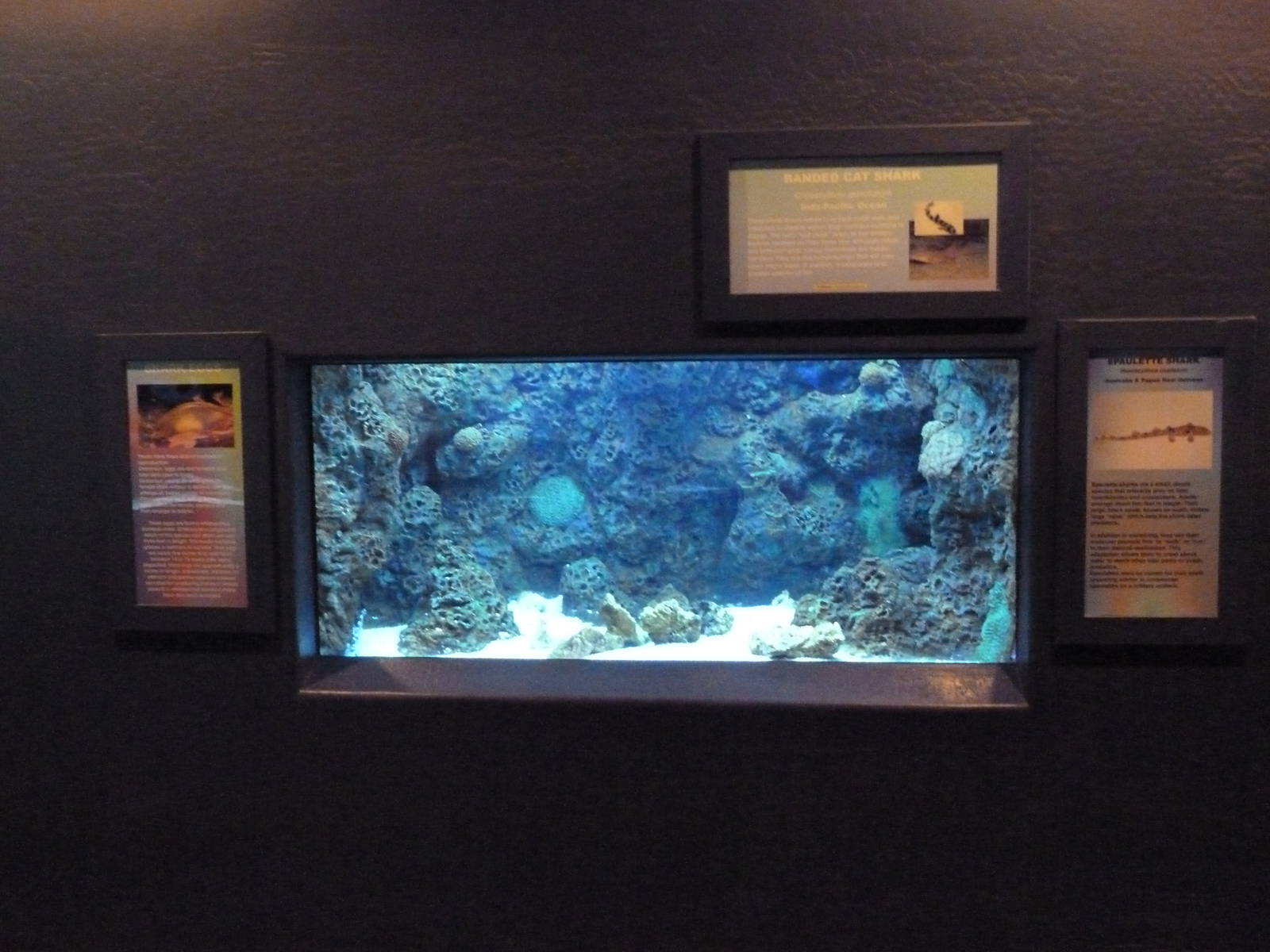 Shark Exhibit (2 Species)