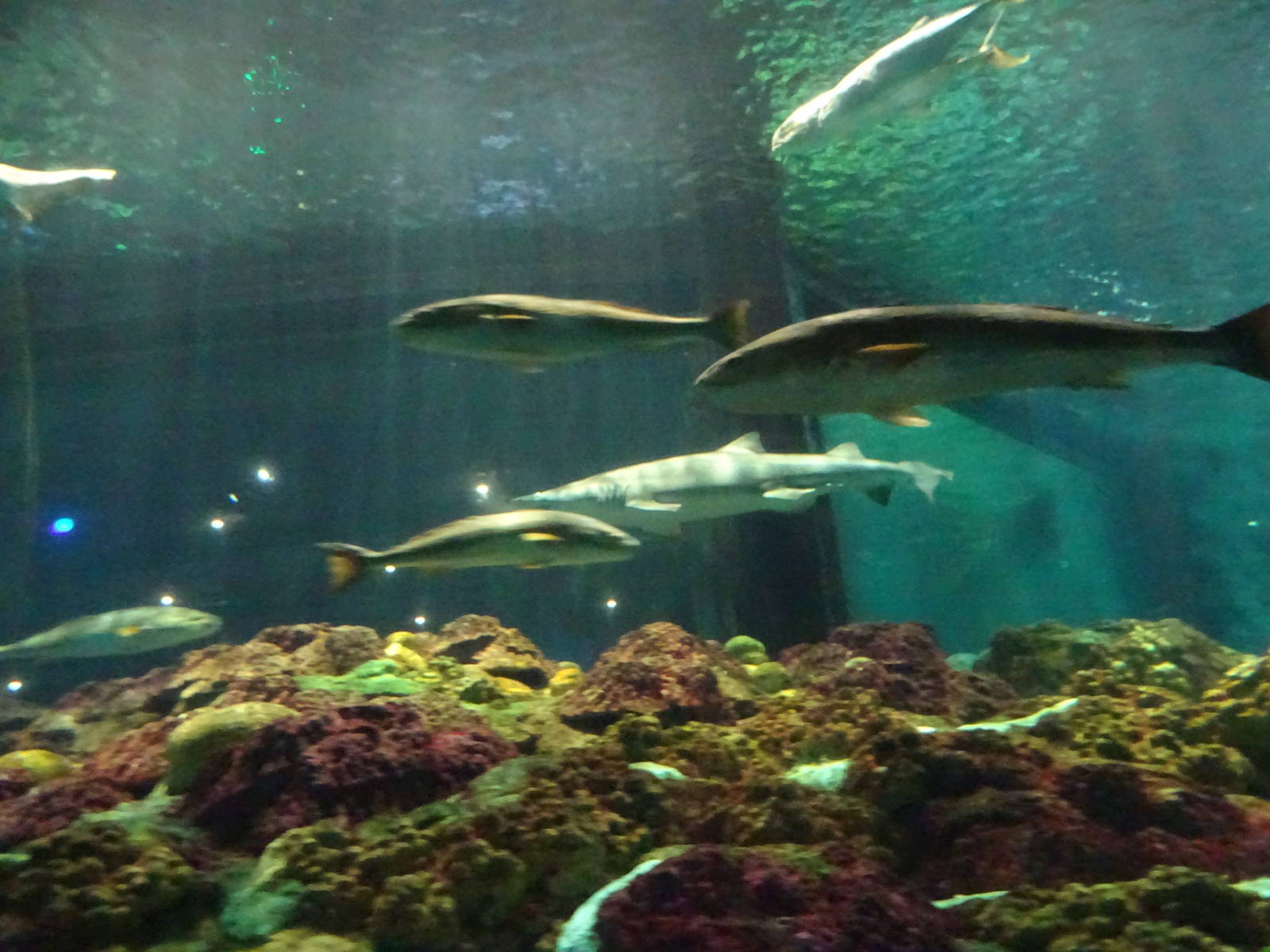 Shark Exhibit at SeaWorld Orlando