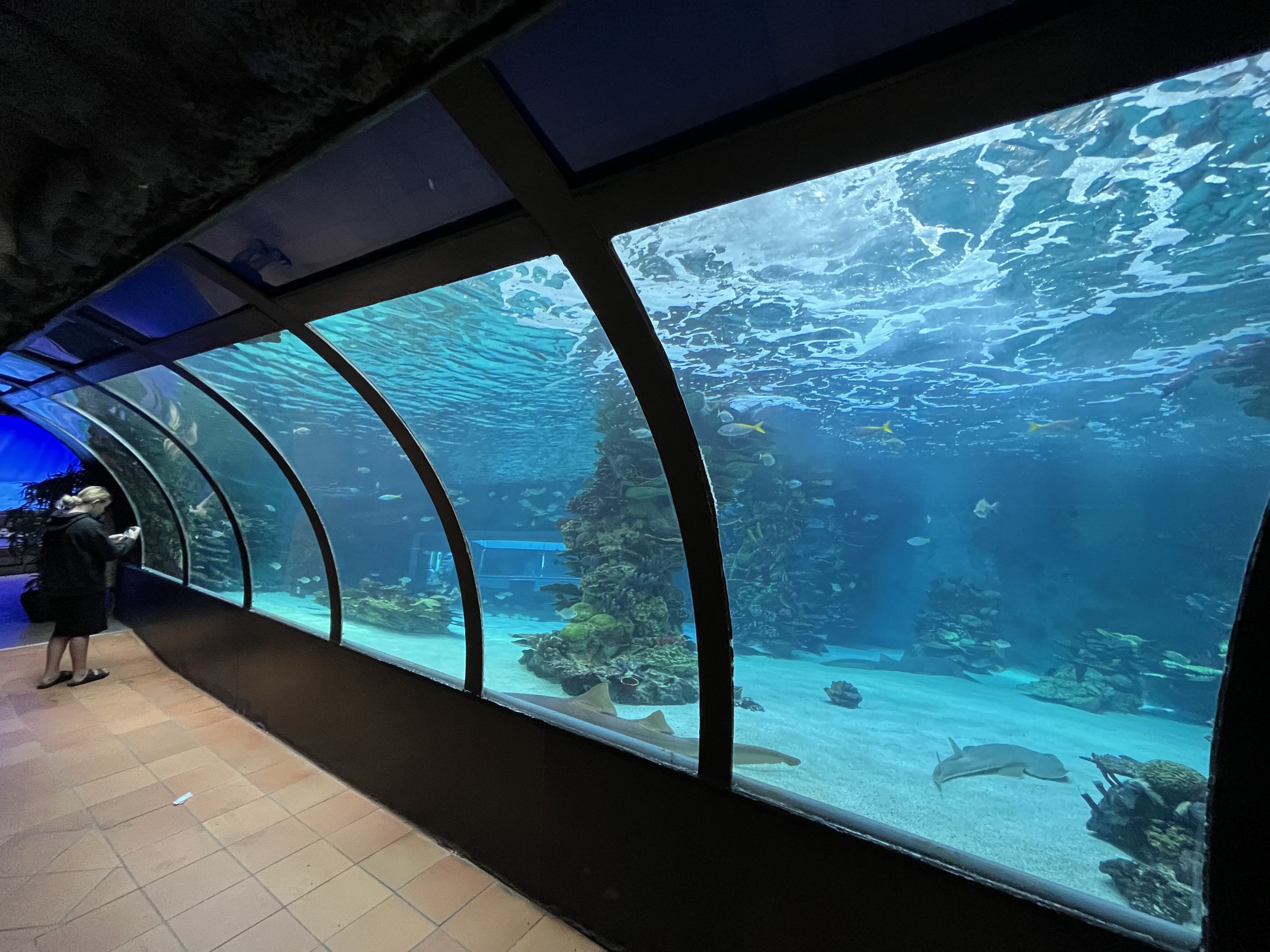 Shark Exhibit - with tunnel