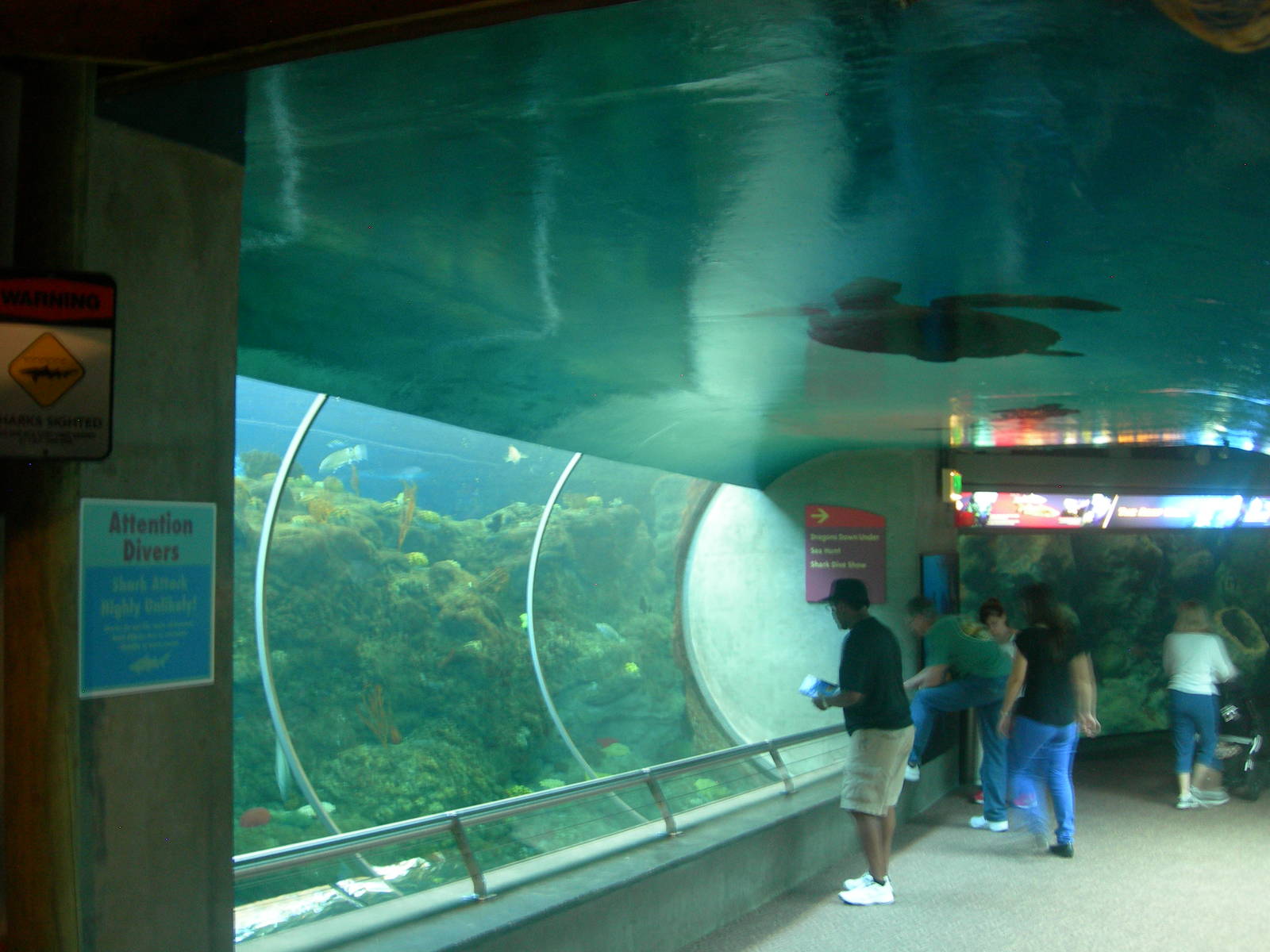 Shark Exhibit