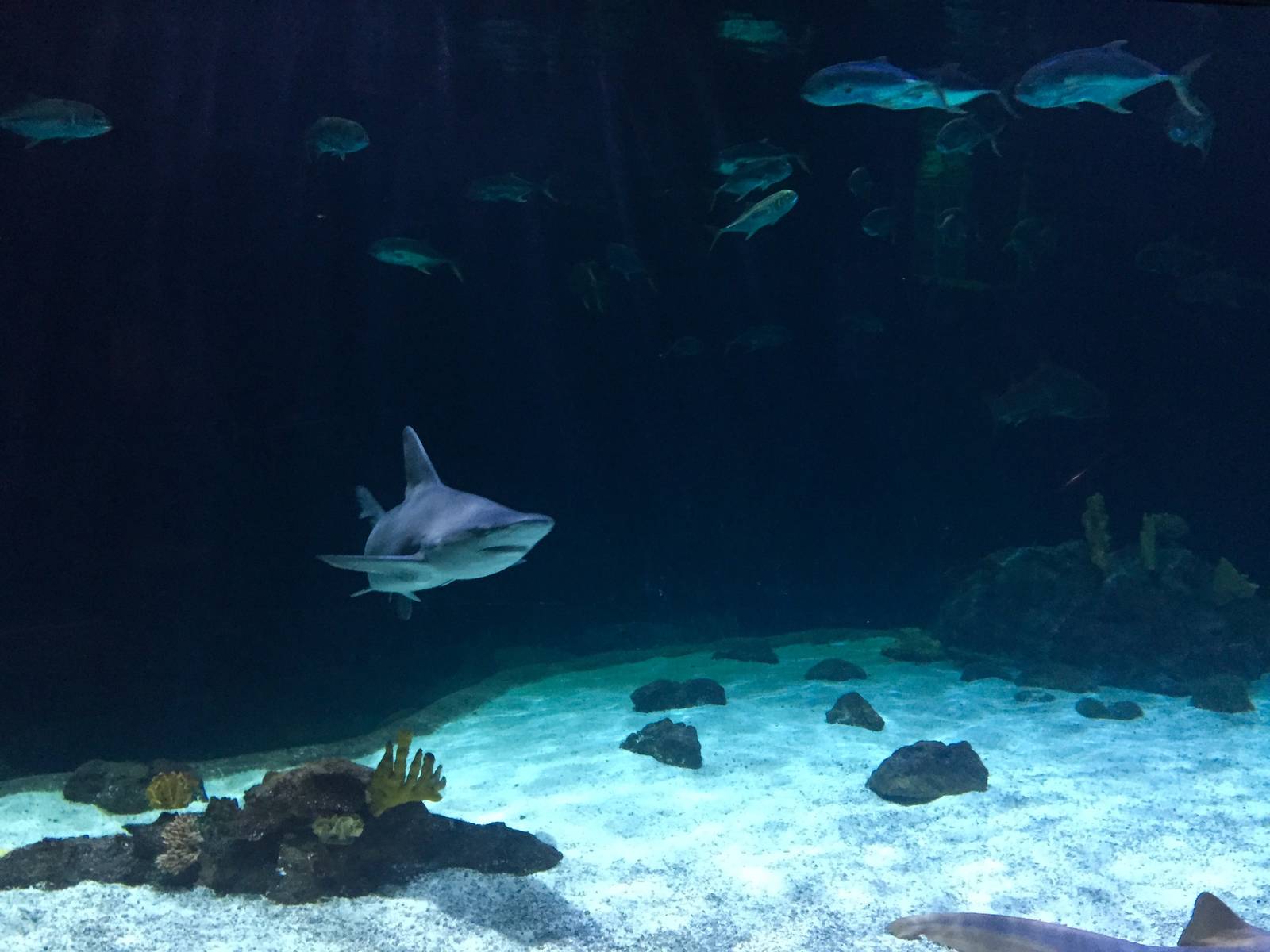 Shark Exhibit