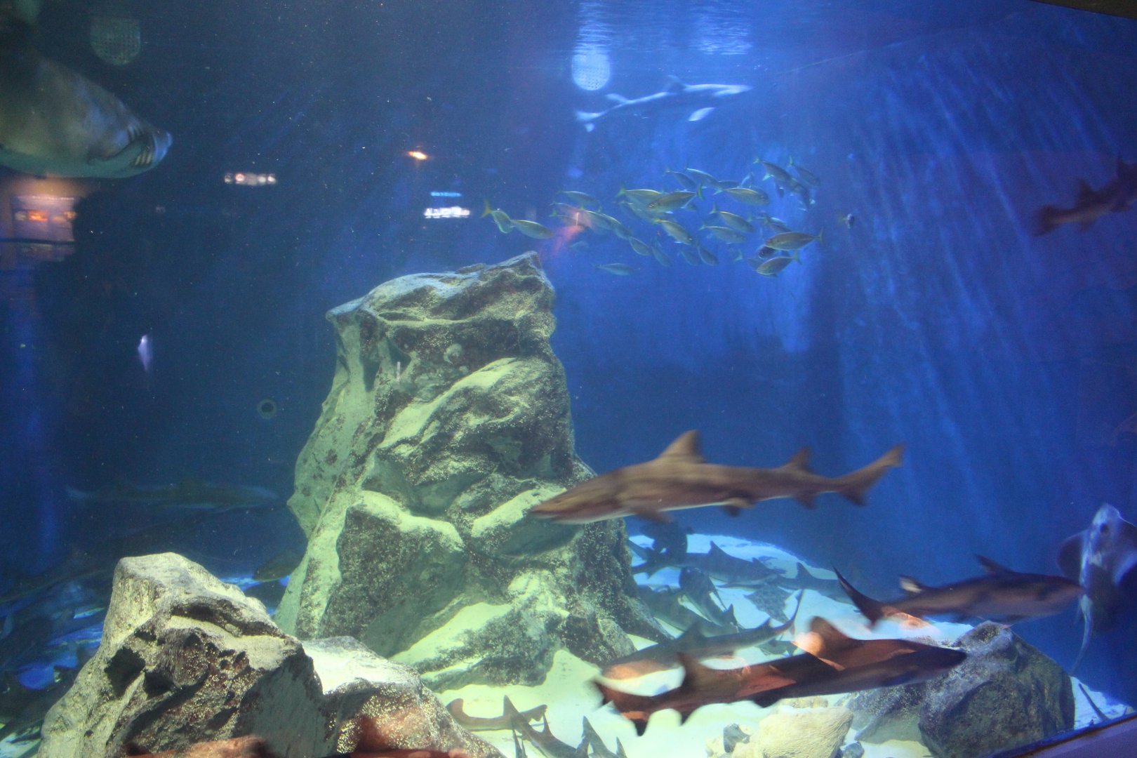 Shark exhibit