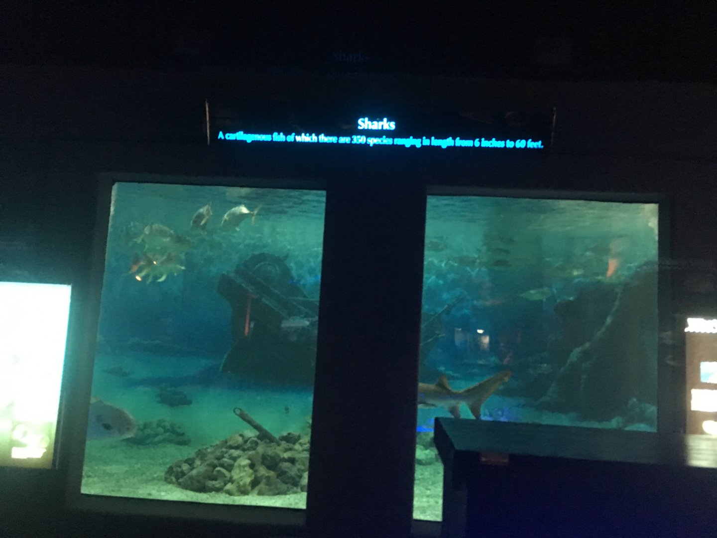 Shark exhibit