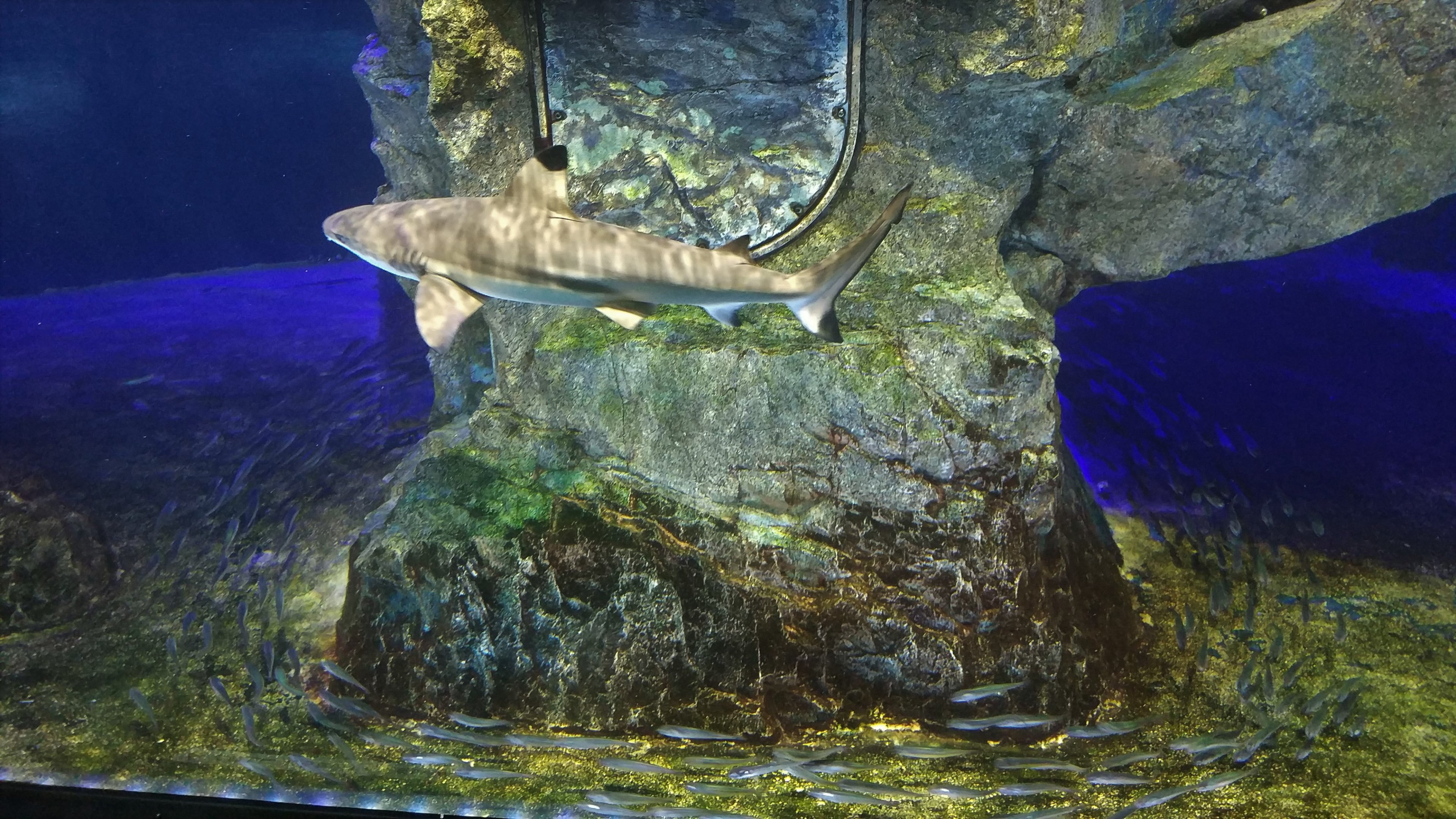 Shark Exhibit