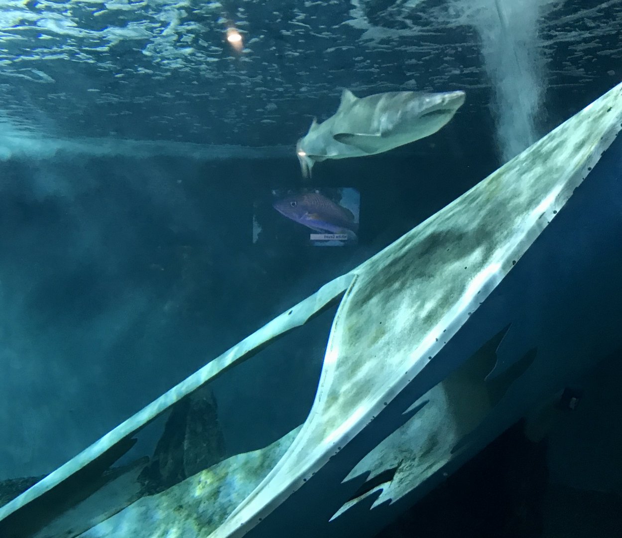Shark Exhibit