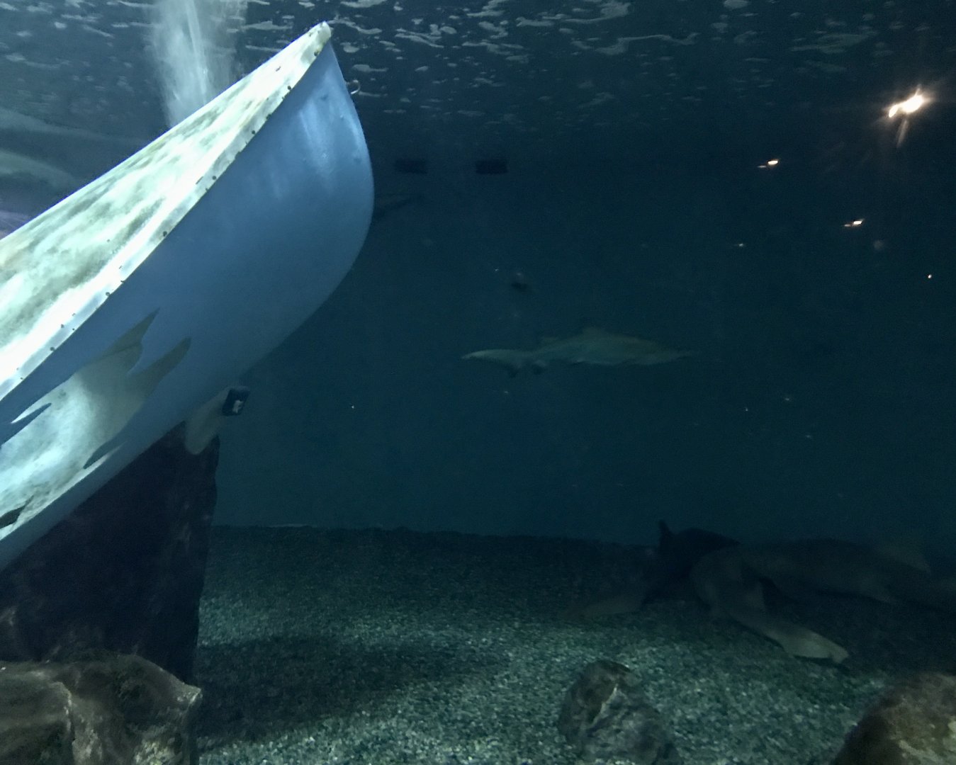 Shark Exhibit