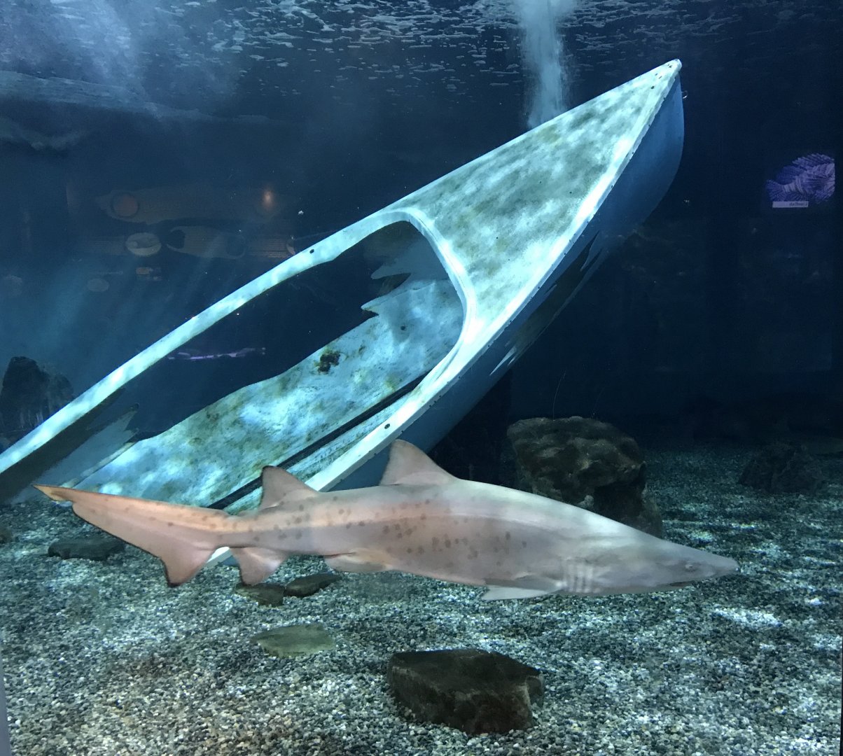 Shark Exhibit