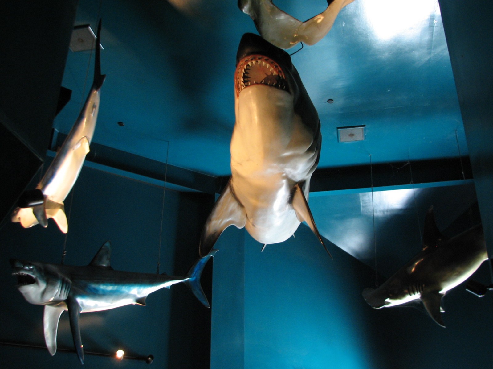 Shark Experience - Display Hall