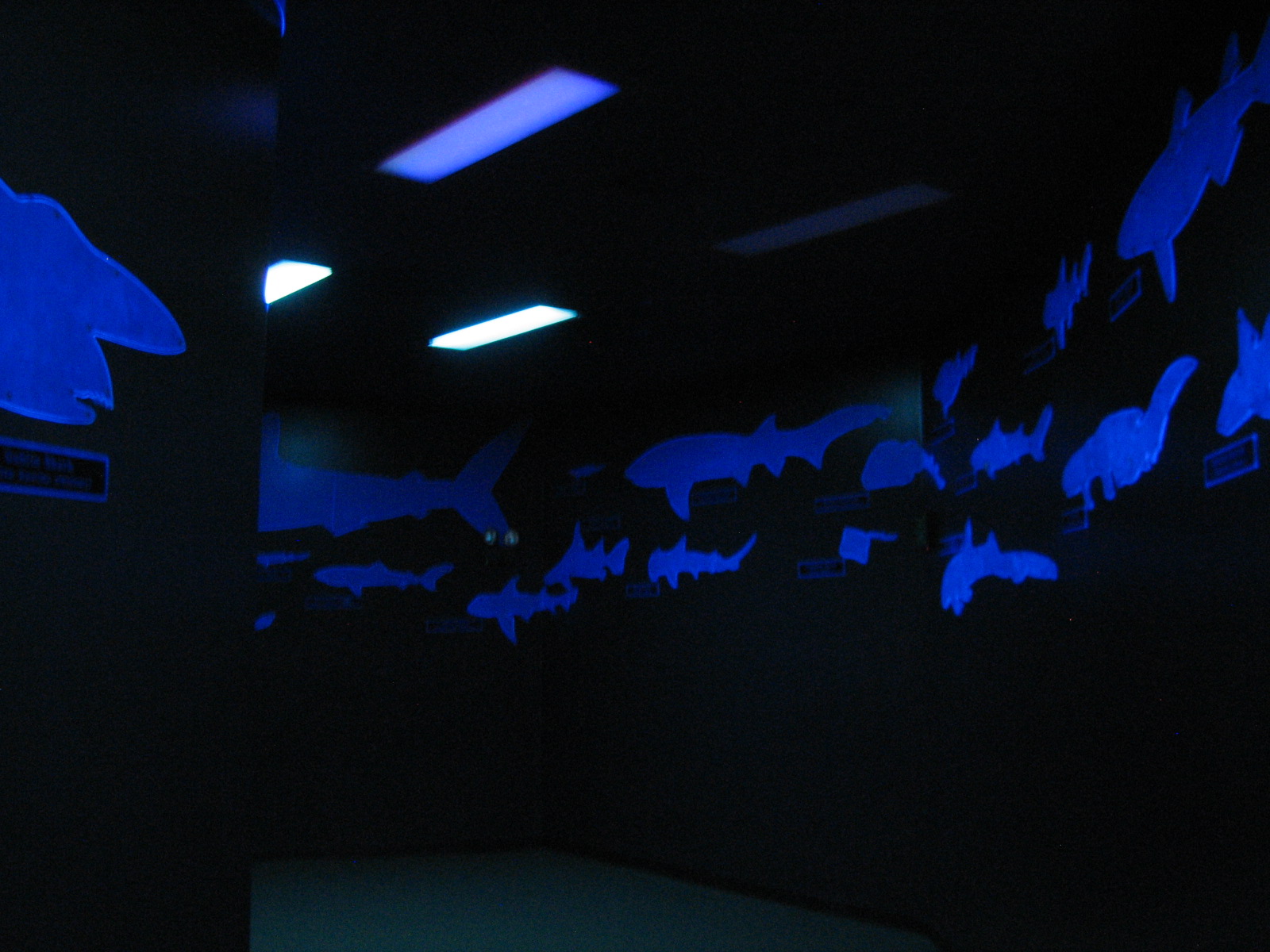 Shark Experience - Entry Hall