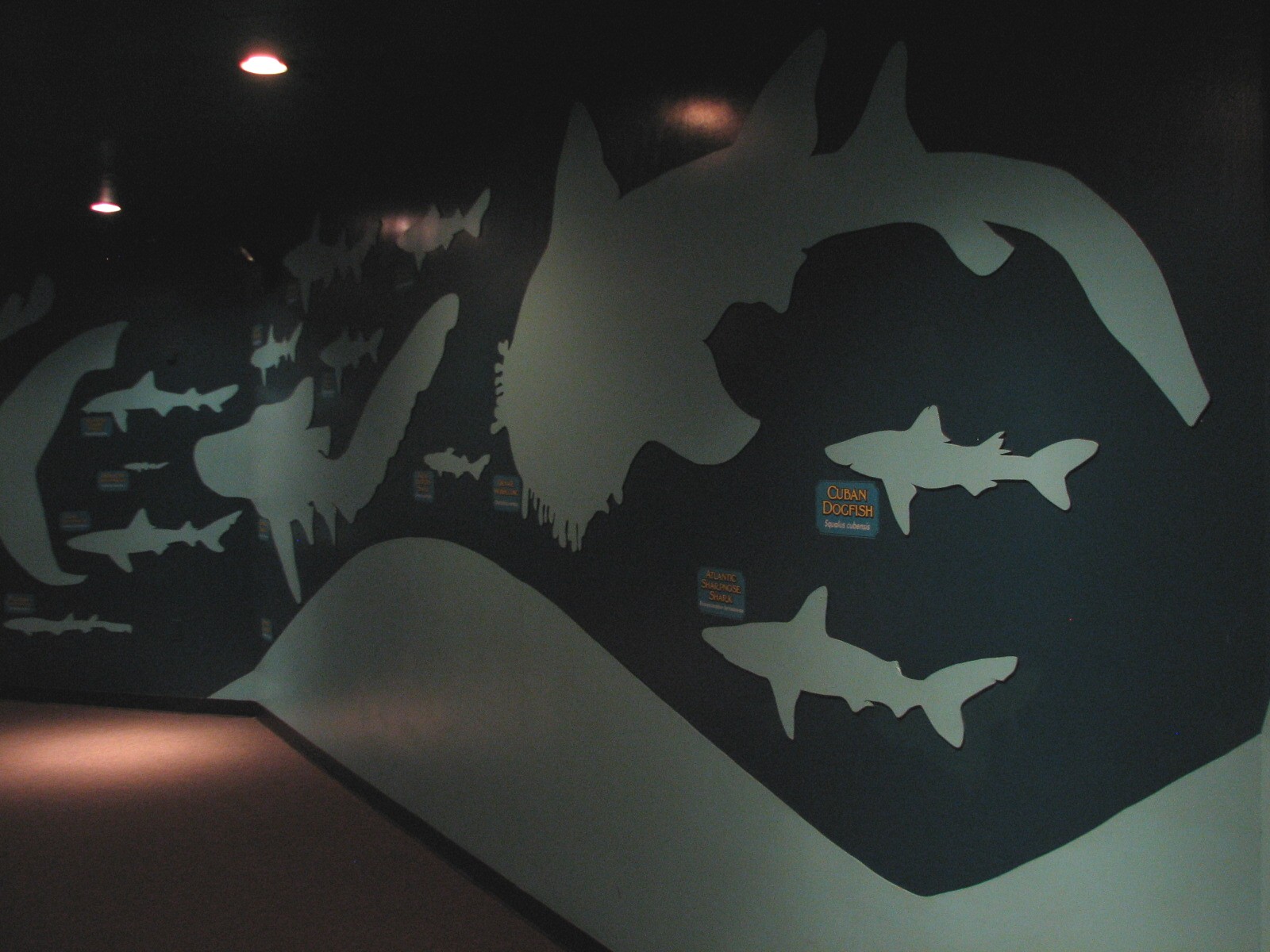 Shark Experience - Hall