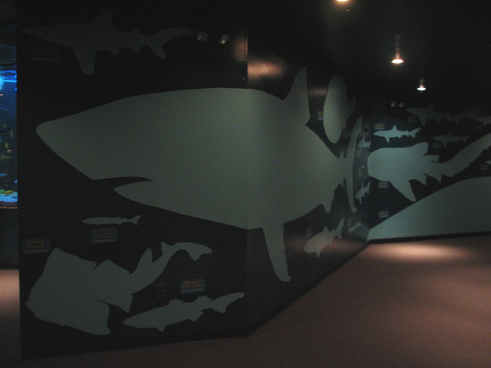 Shark Experience - Hall