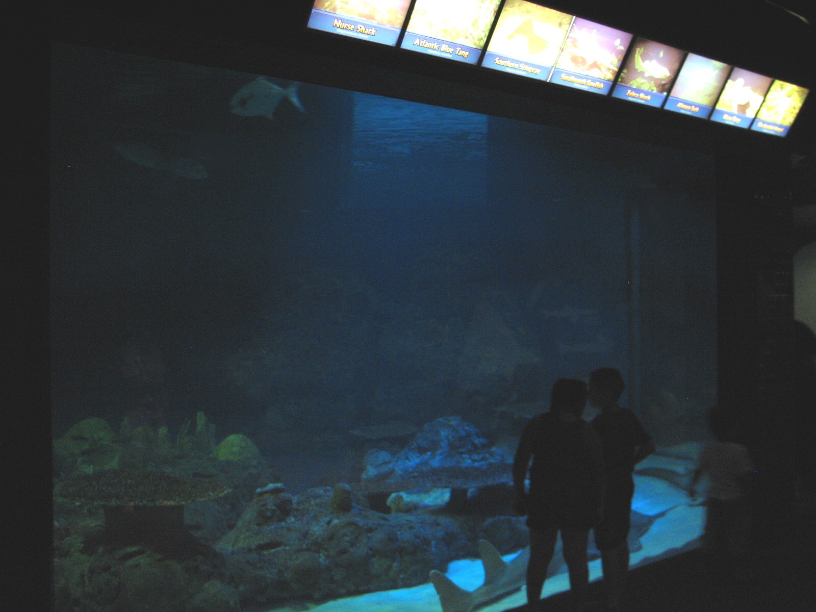 Shark Experience - Main Tank Viewing Area