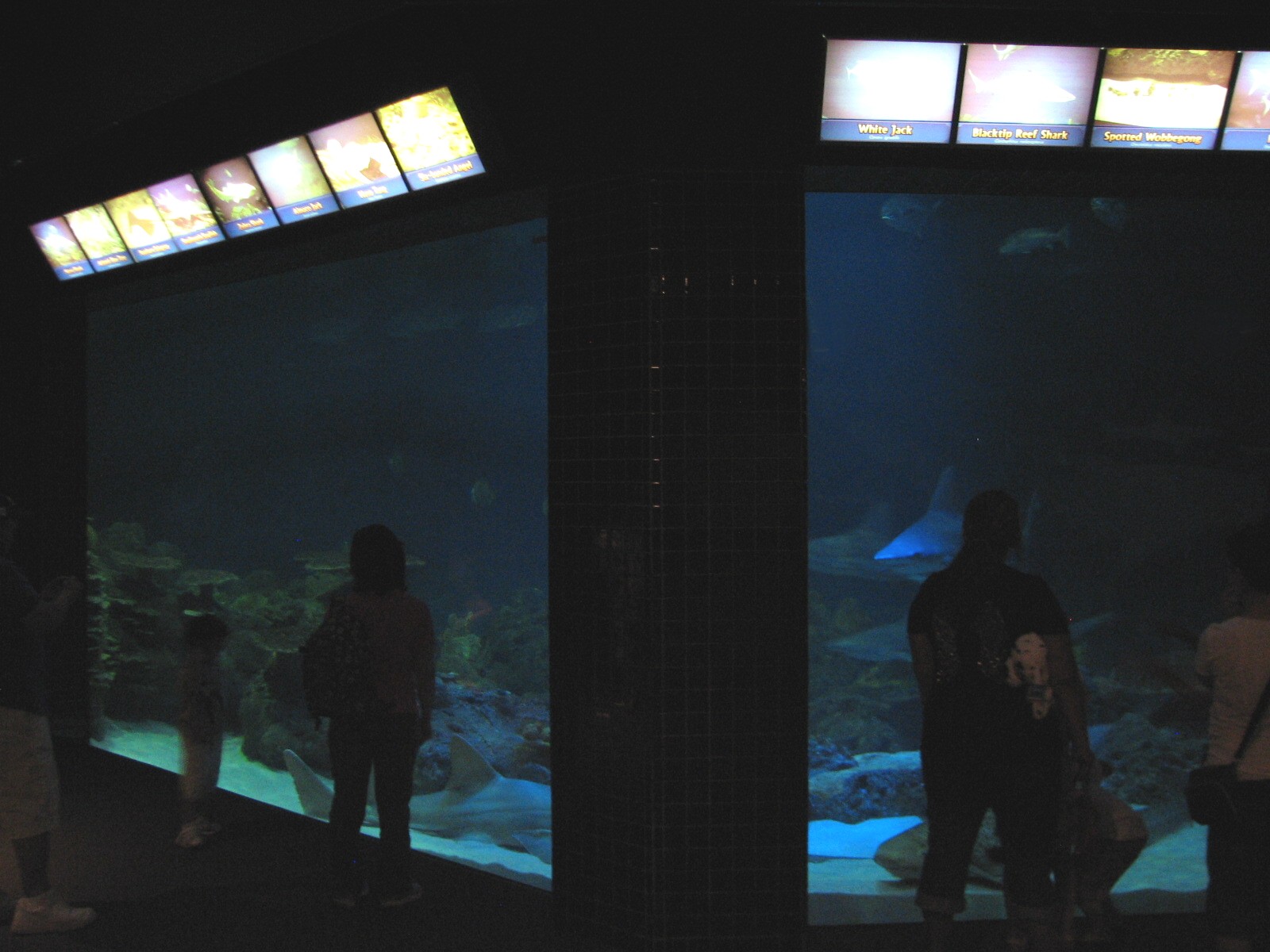 Shark Experience - Main Tank Viewing Area