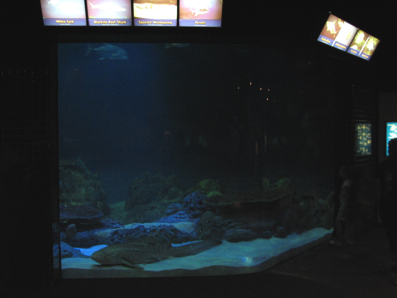 Shark Experience - Main Tank Viewing Area