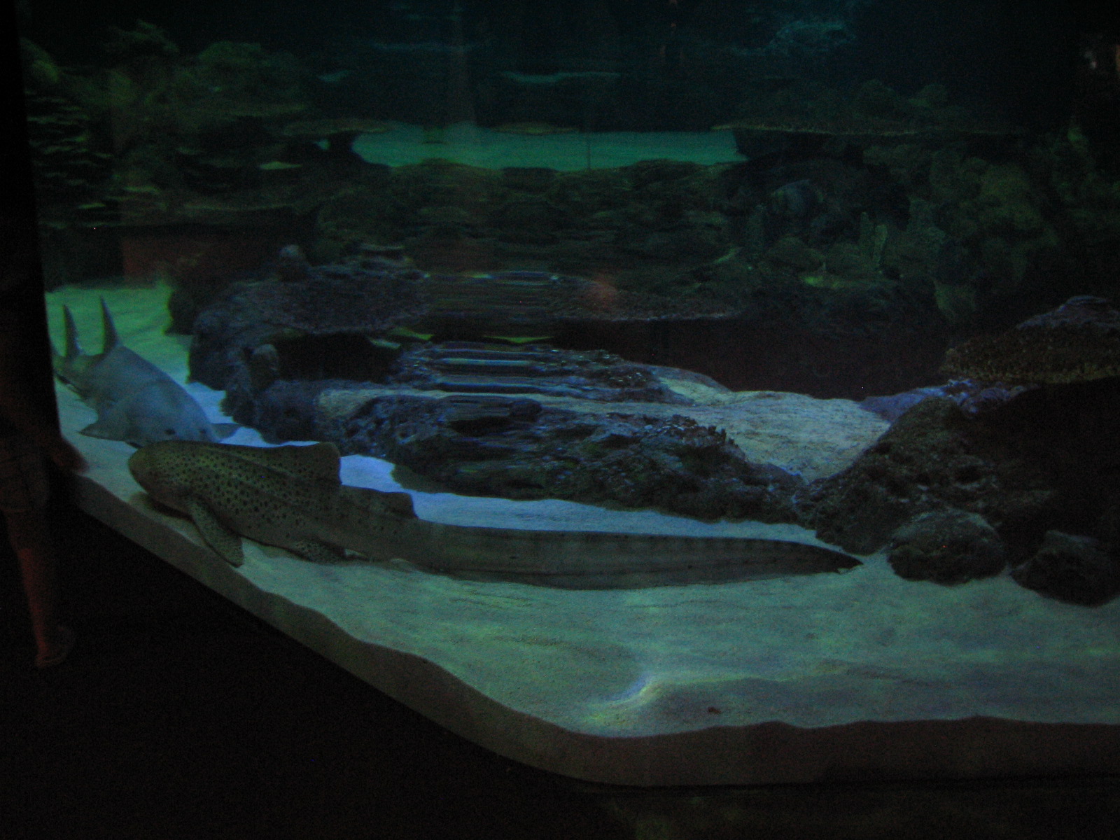 Shark Experience - Main Tank - Zebra Shark and Smalltooth Sawfish