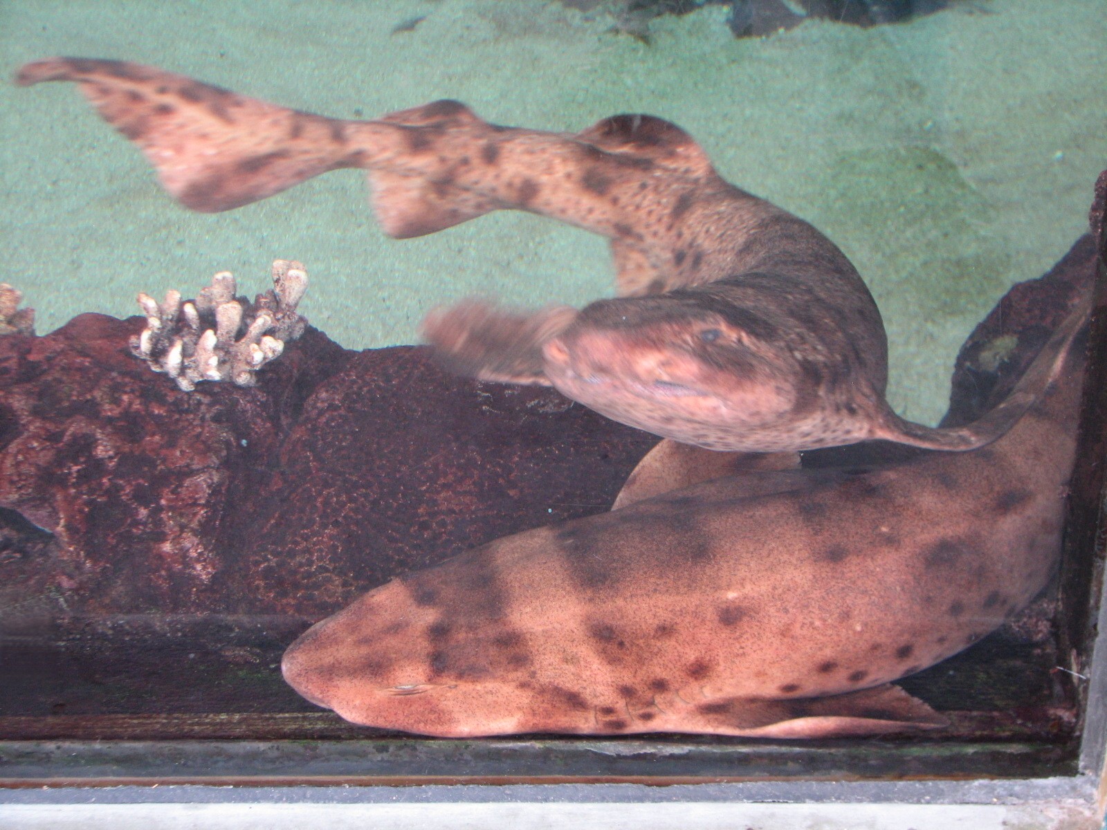 Shark Experience - Shark Shallows Exhibit - Bamboo Sharks