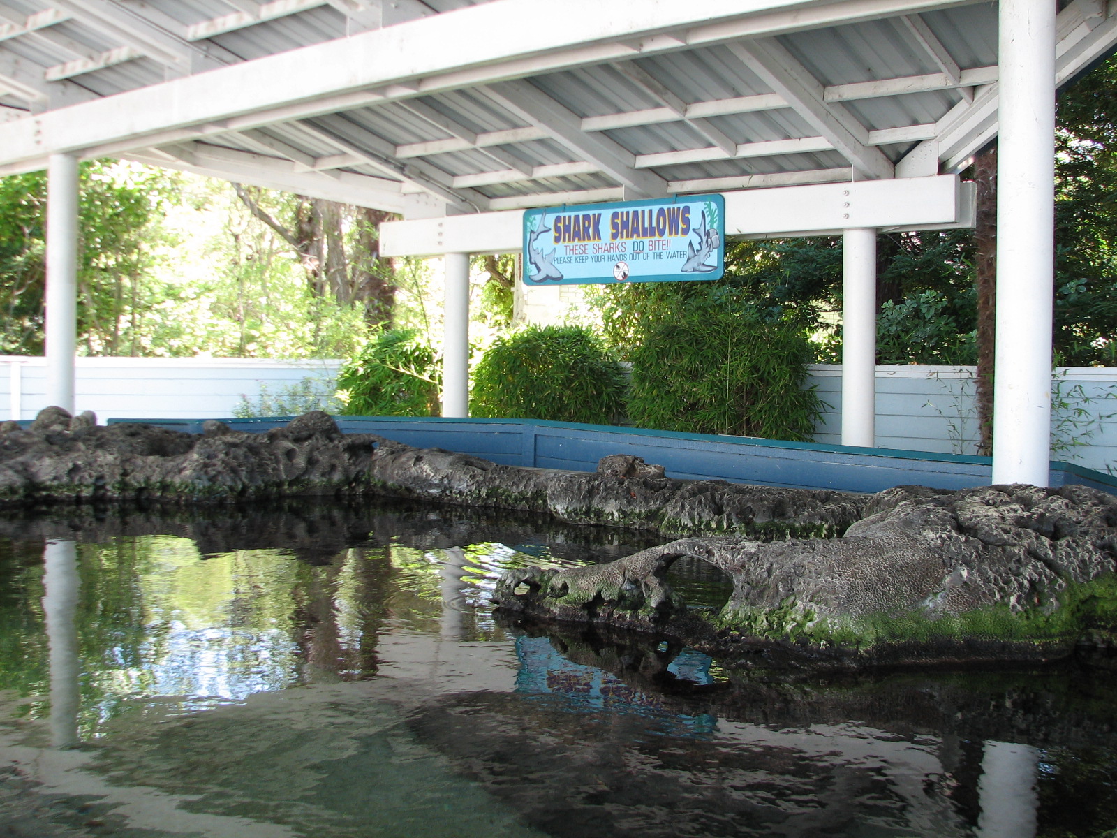 Shark Experience - Shark Shallows Exhibit