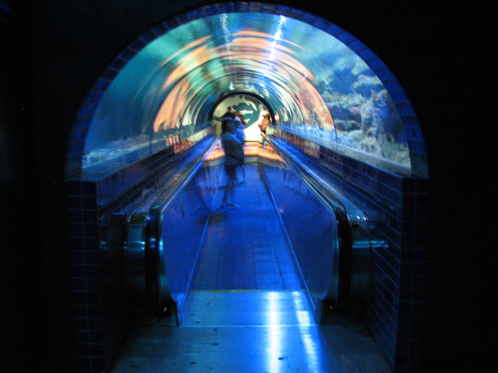 Shark Experience - Tunnel through Main Tank