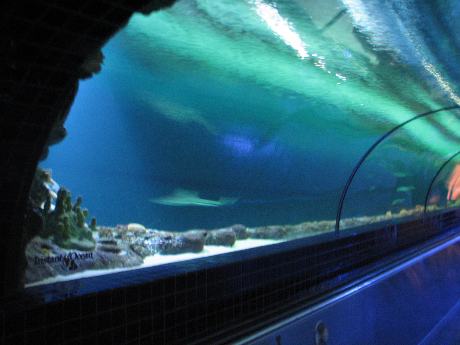 Shark Experience - Tunnel through Main Tank