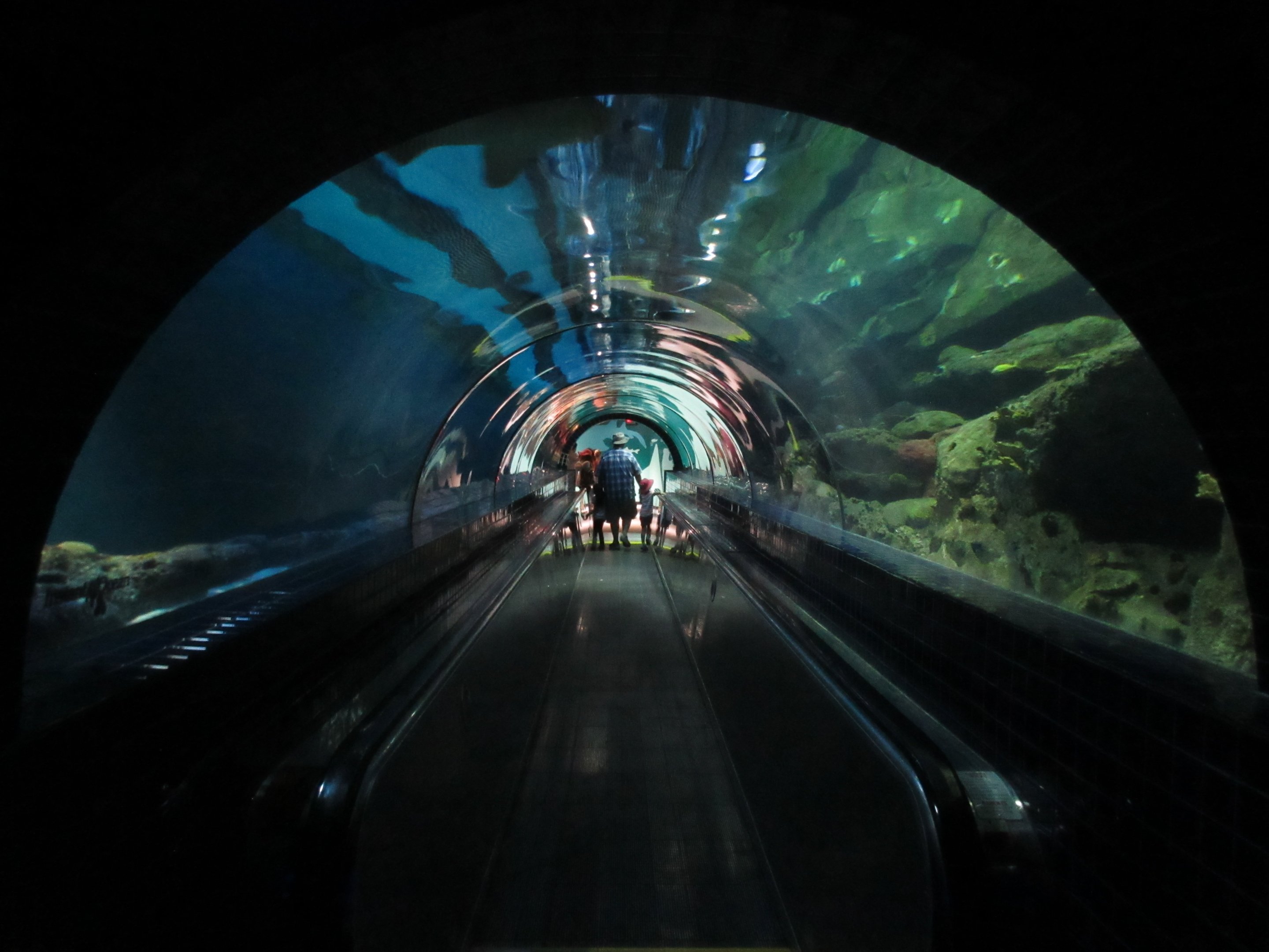 Shark Experience - Tunnel