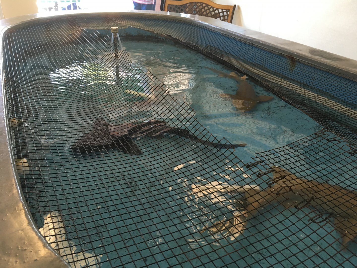 Shark Feeding Pool