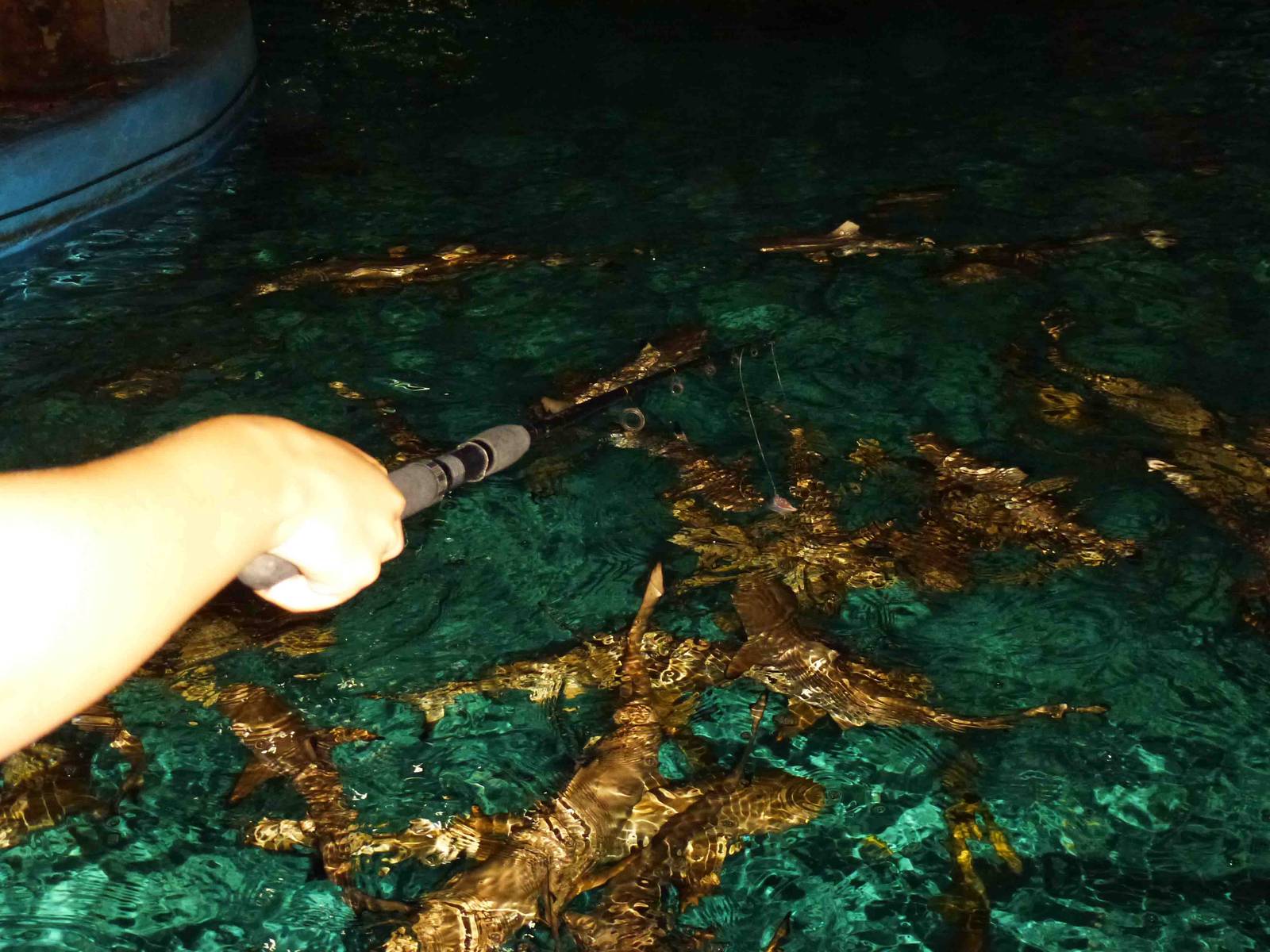 Shark fishing, July 2013.