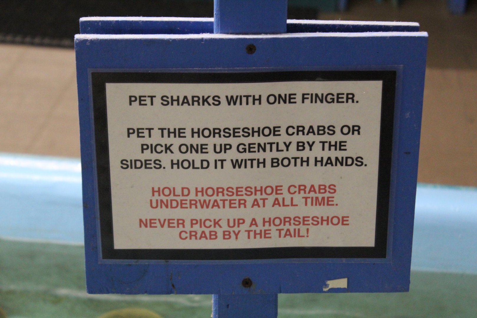 Shark/Horseshoe Crab Touch Tank Sign