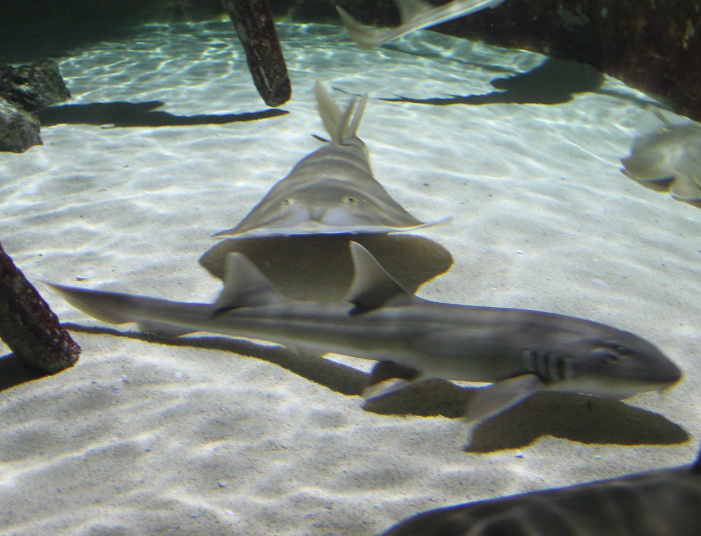 Shark ID and Guitarfish