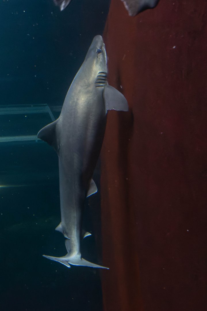 Shark ID - Haus des Meeres