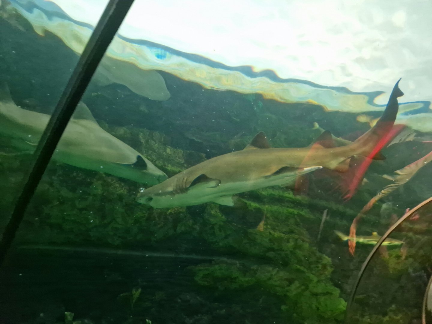 Shark ID help please. [Shark encounter]