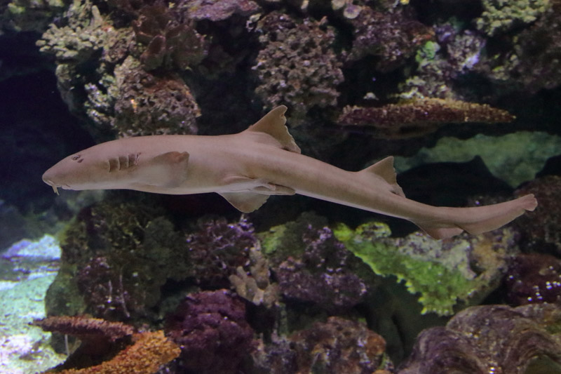 Shark ID - L'Aquàrium Barcelona