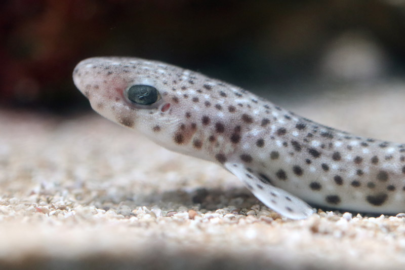 Shark ID - L'Aquàrium Barcelona