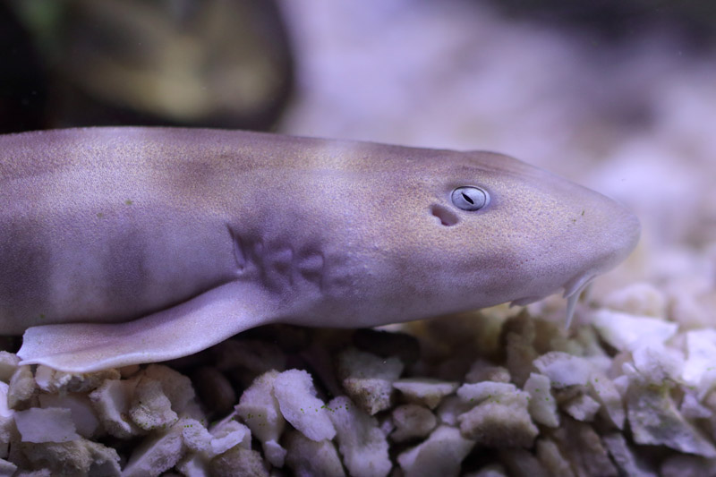 Shark ID - L'Oceanogràfic València
