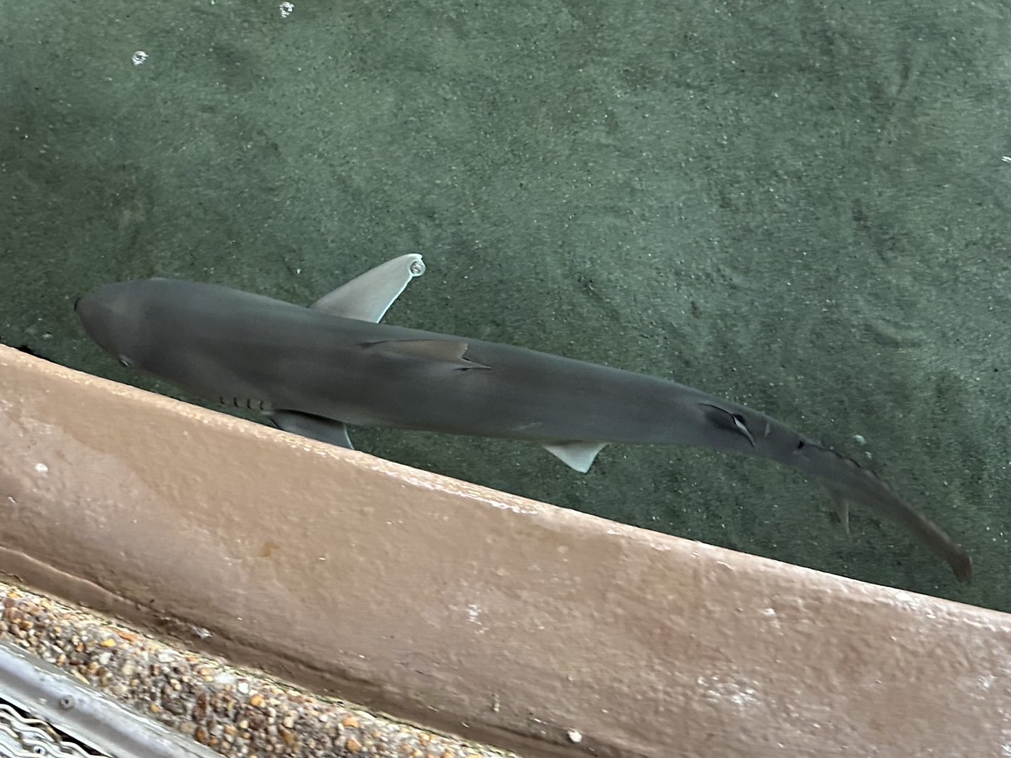 Shark ID (possibly Blacknose?)