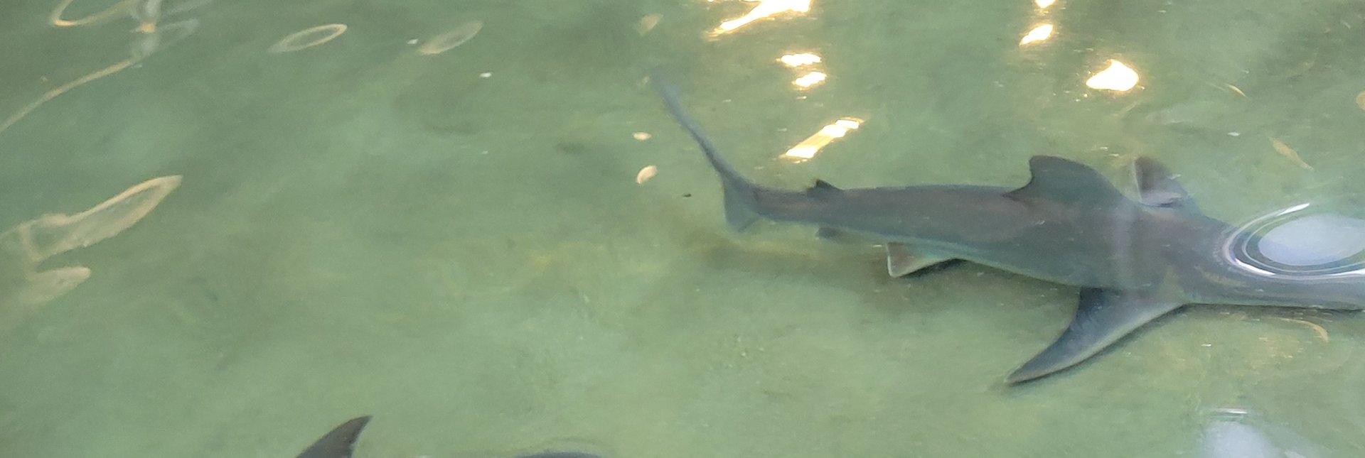 Shark id (SeaWorld Orlando 2022)