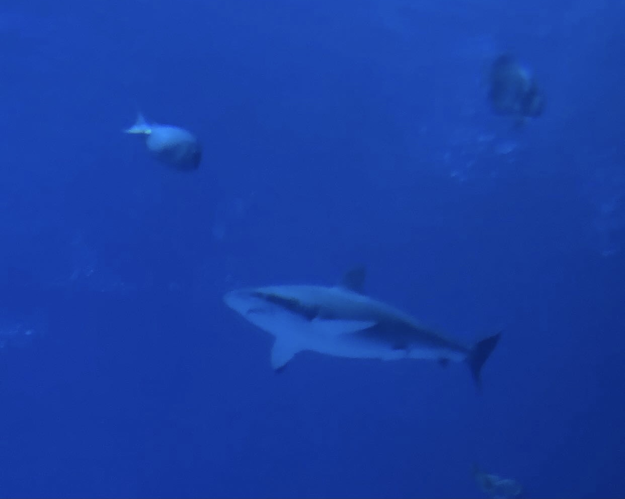 Shark ID