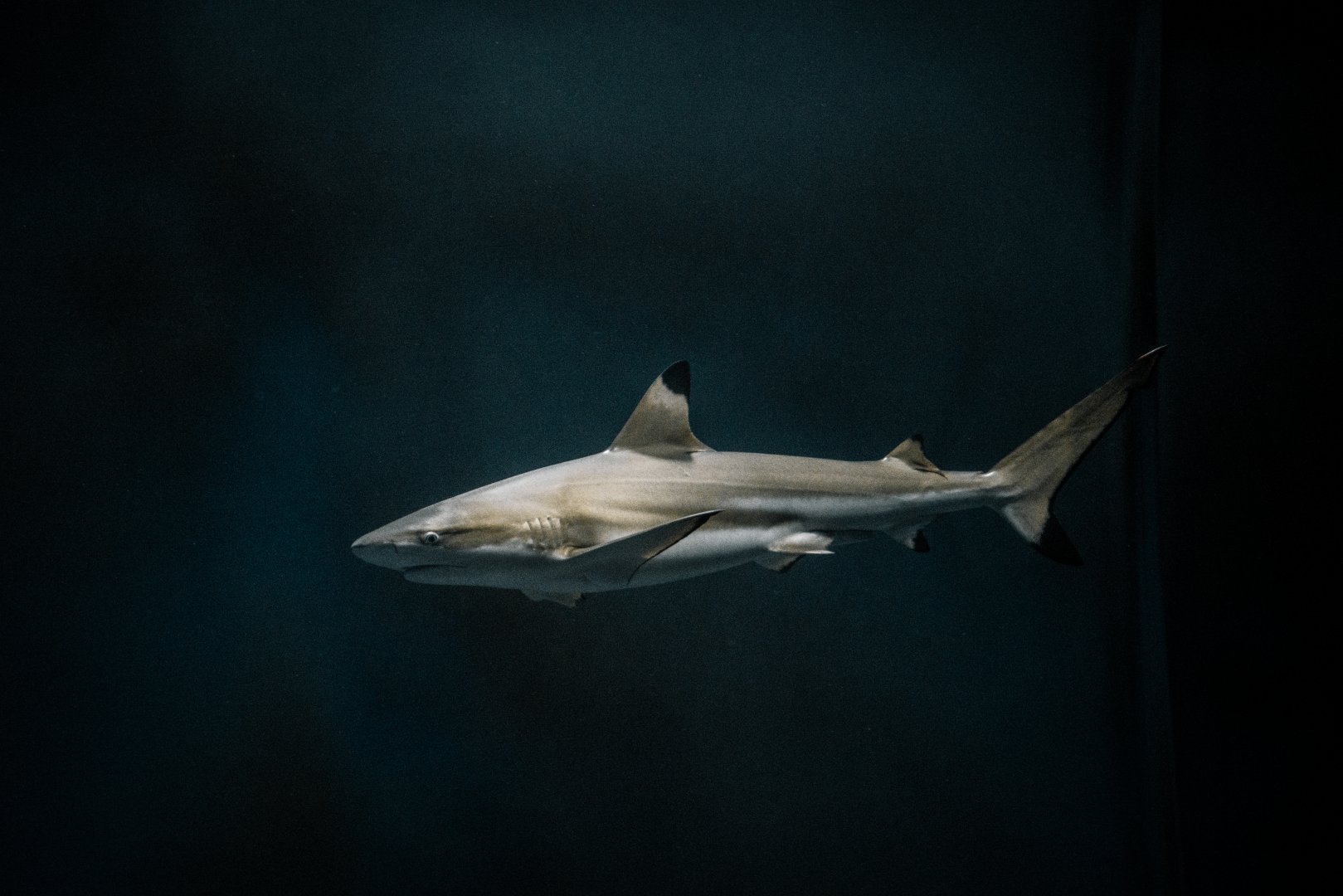 Shark in the main tank