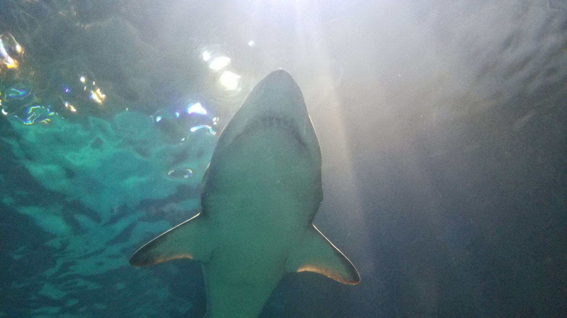 Shark in tunnel