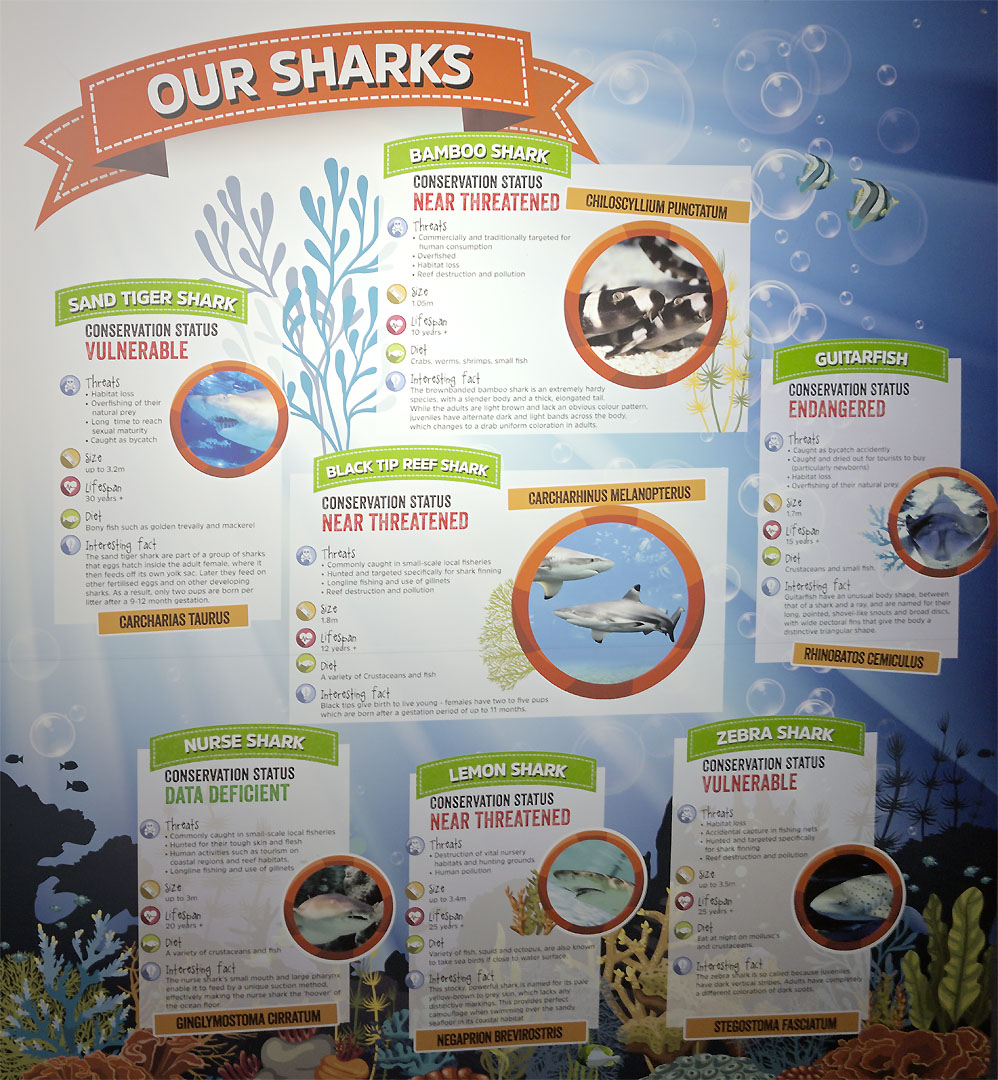 Shark information board