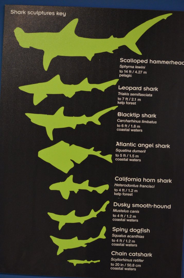 Shark Information