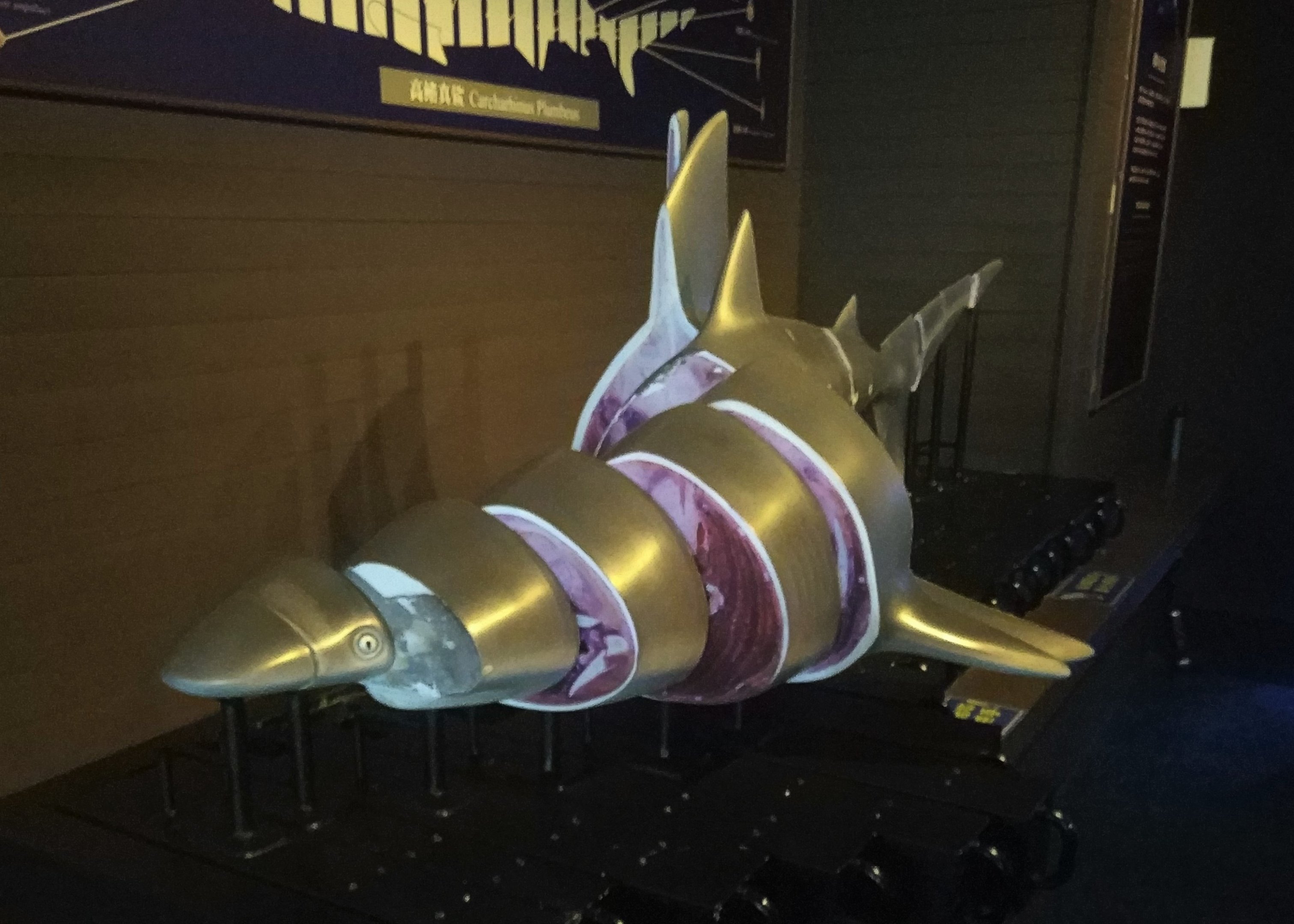 Shark Interpretive Material